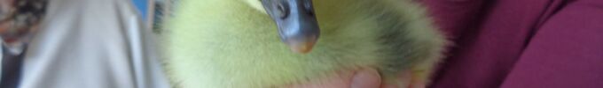 DSC01828.JPG