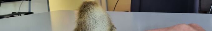 Tierischer Besuch
